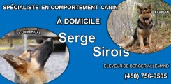 Serge Sirois - Dressage et Éducation Canine à domicile Serge Sirois - Dressage et Éducation Canine à domicile