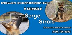 Serge Sirois - Dressage et Éducation Canine à domicile