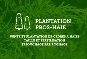 Plantation Pros-Haie de Cèdres