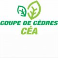 Coupe de cèdres CÉA