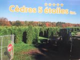 Cèdres 5 étoiles