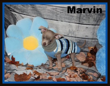 promotion : Chihuahua Mimichihuahua