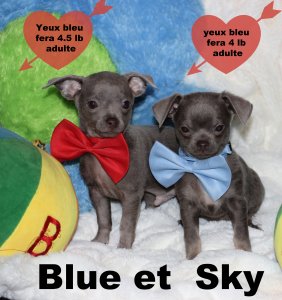 promotion : Chihuahua Mimichihuahua