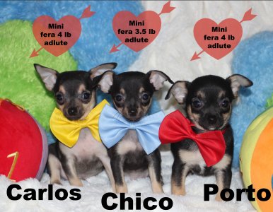 promotion : Chihuahua Mimichihuahua