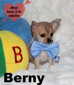 promotion : Chihuahua Mimichihuahua