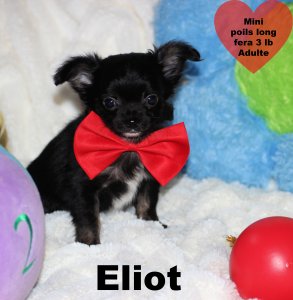 promotion : Chihuahua Mimichihuahua