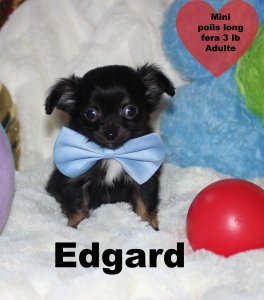 promotion : Chihuahua Mimichihuahua