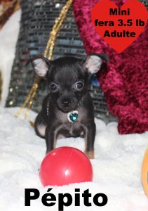 promotion : Chihuahua Mimichihuahua