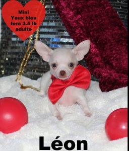 promotion : Chihuahua Mimichihuahua