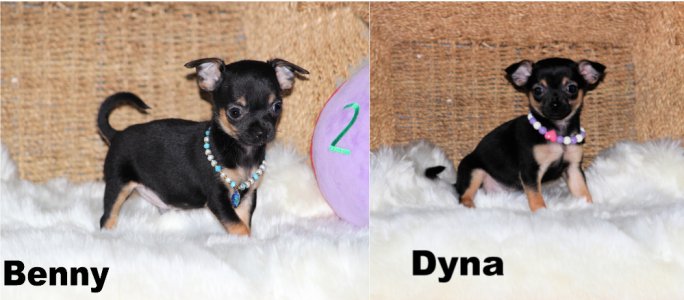 promotion : Chihuahua Mimichihuahua