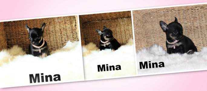 promotion : Chihuahua Mimichihuahua