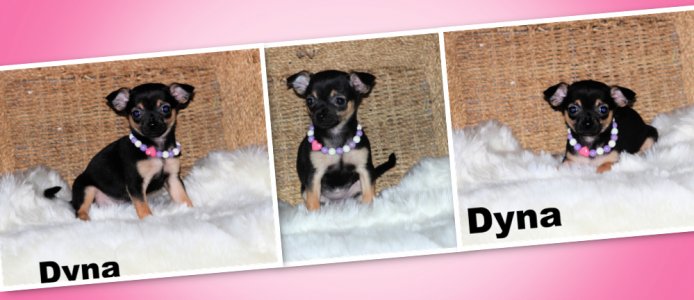 promotion : Chihuahua Mimichihuahua
