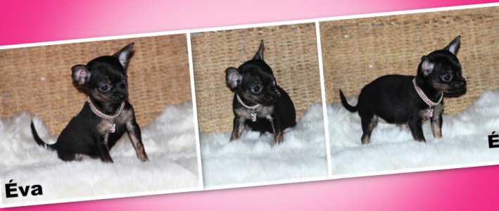promotion : Chihuahua Mimichihuahua