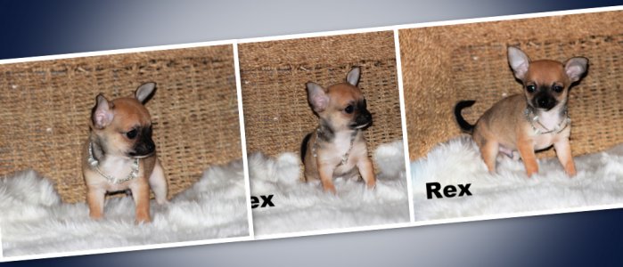promotion : Chihuahua Mimichihuahua