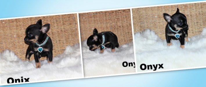 promotion : Chihuahua Mimichihuahua