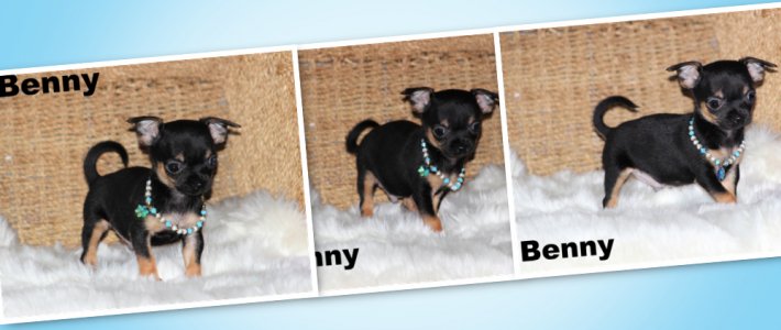 promotion : Chihuahua Mimichihuahua